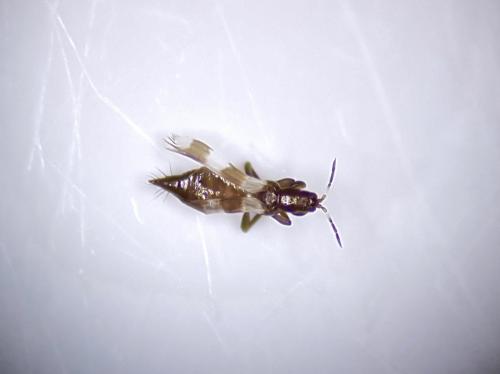 Aeolothrips sp.